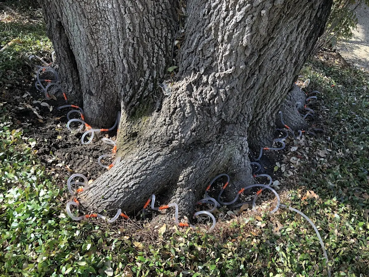 Detailed Tree Cabling and Bracing job site in Roe