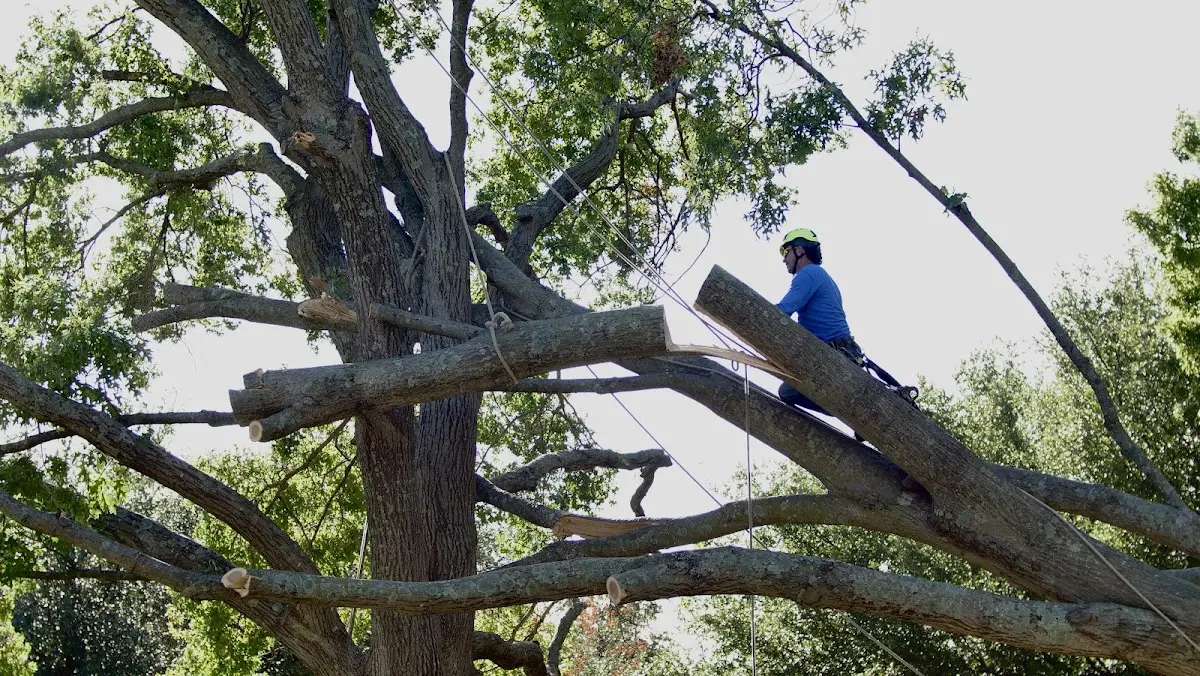 Professional Hazardous Tree Removal performed by certified arborists in Roe